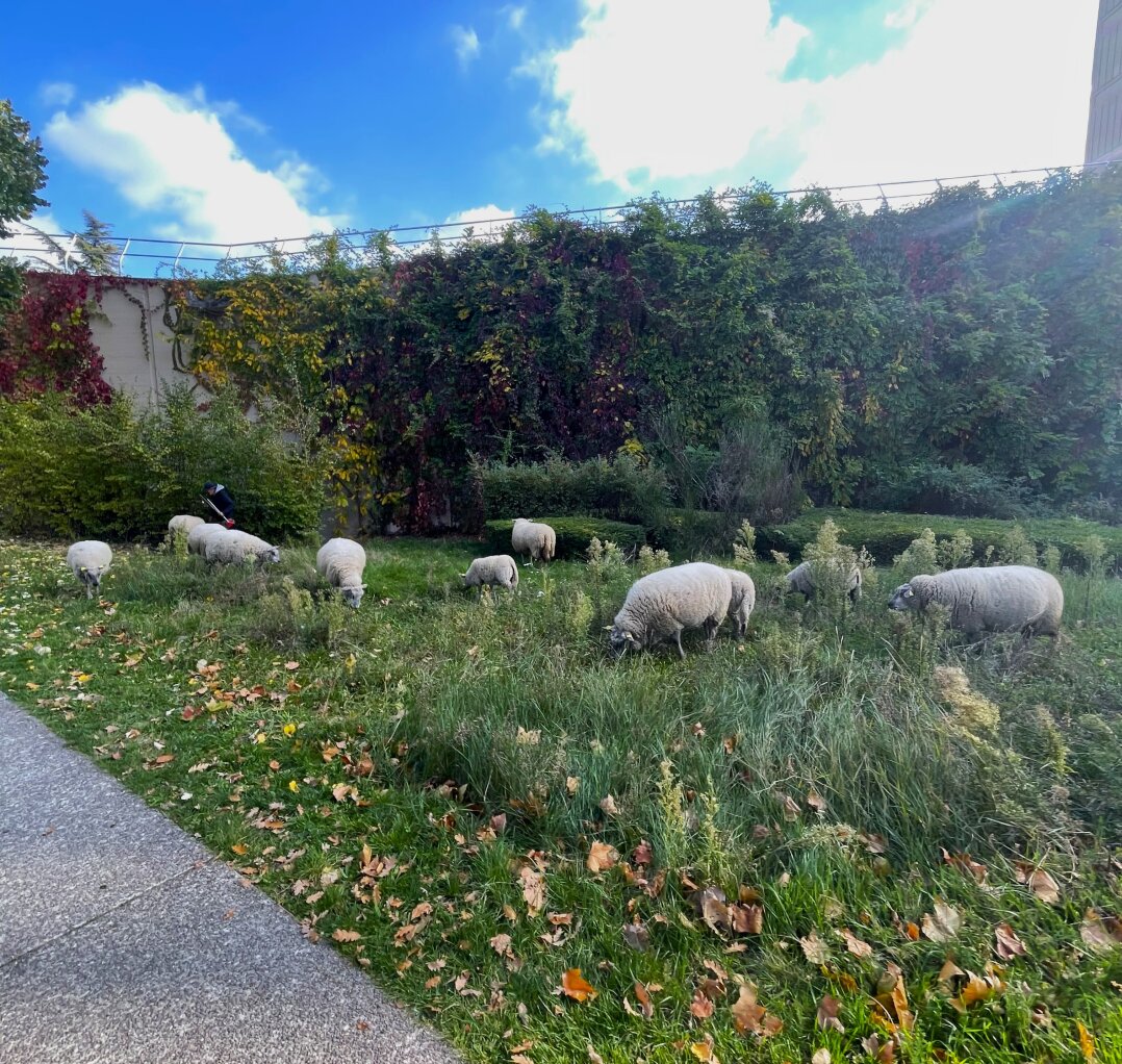 Schafe auf dem Campus der Université Paris Nanterre
